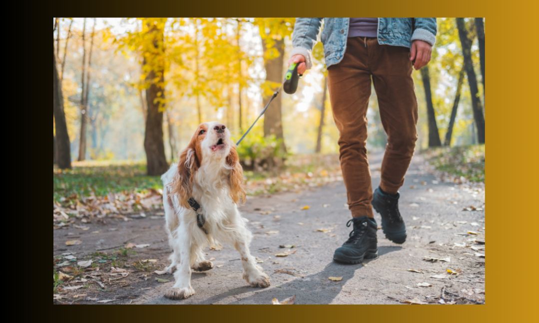 Owner Walking their Dog on a lead with the dog barking at something, demonstrating a dog being reactive