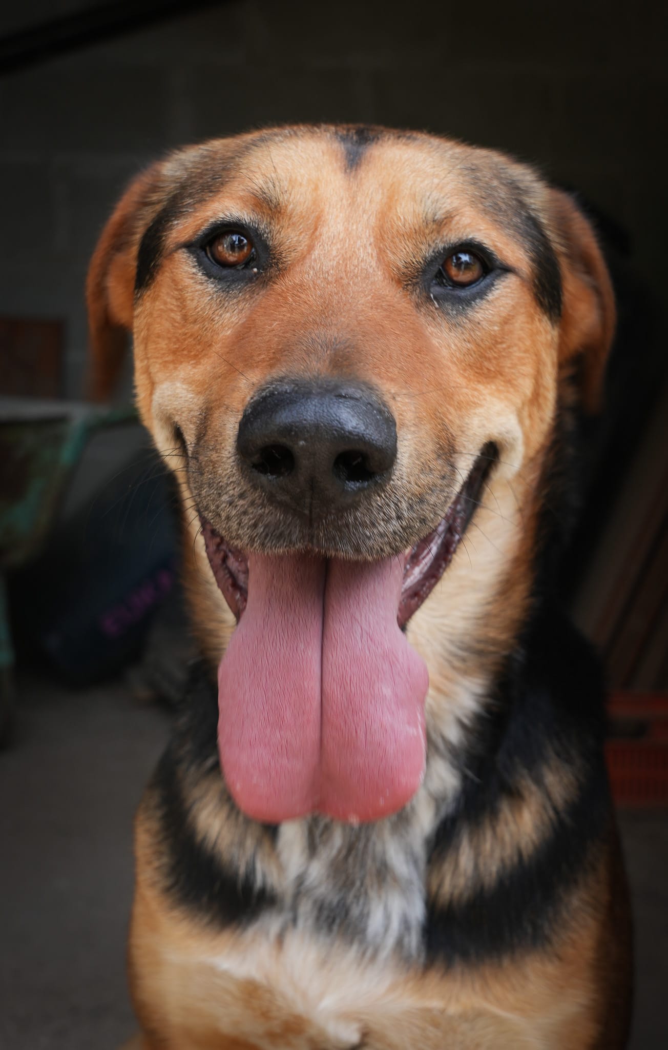 Picture of Blue