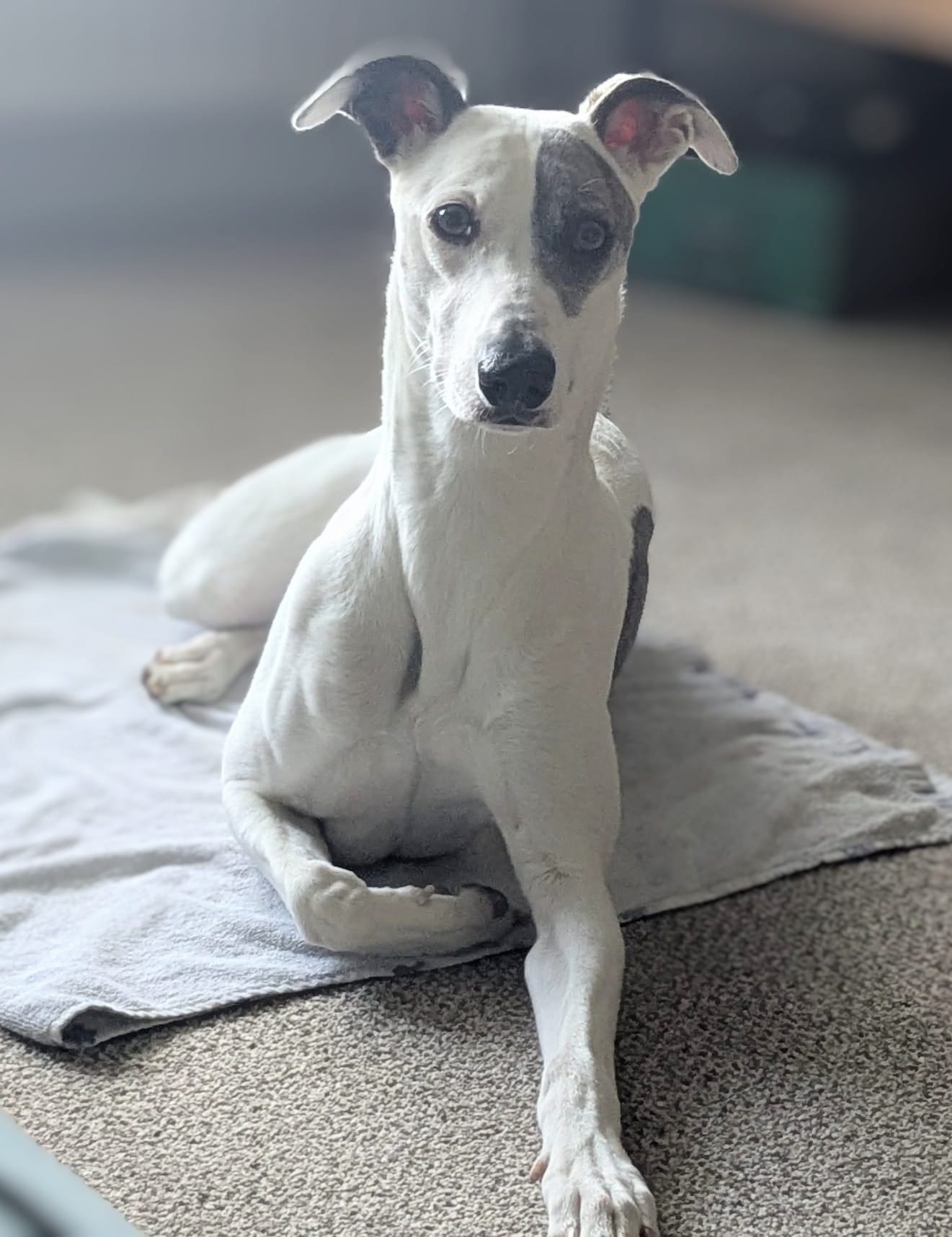 Picture of a Lurcher dog who has been calm after training