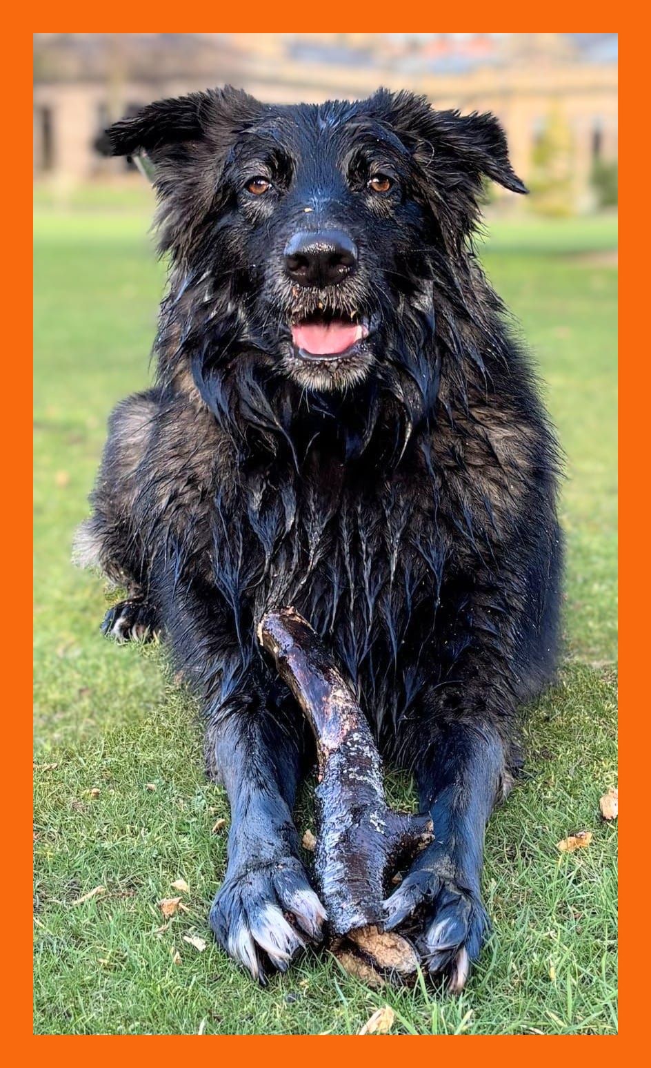 Picture of Alfie