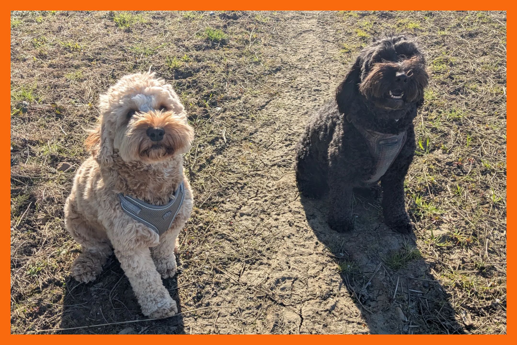 Picture of two dogs from a client that we have been training with