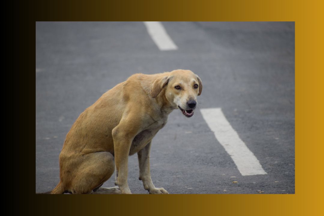 A lone dog in the middle of the road looking lost, demonstrating what a Rescue dog may look like before finding a new home