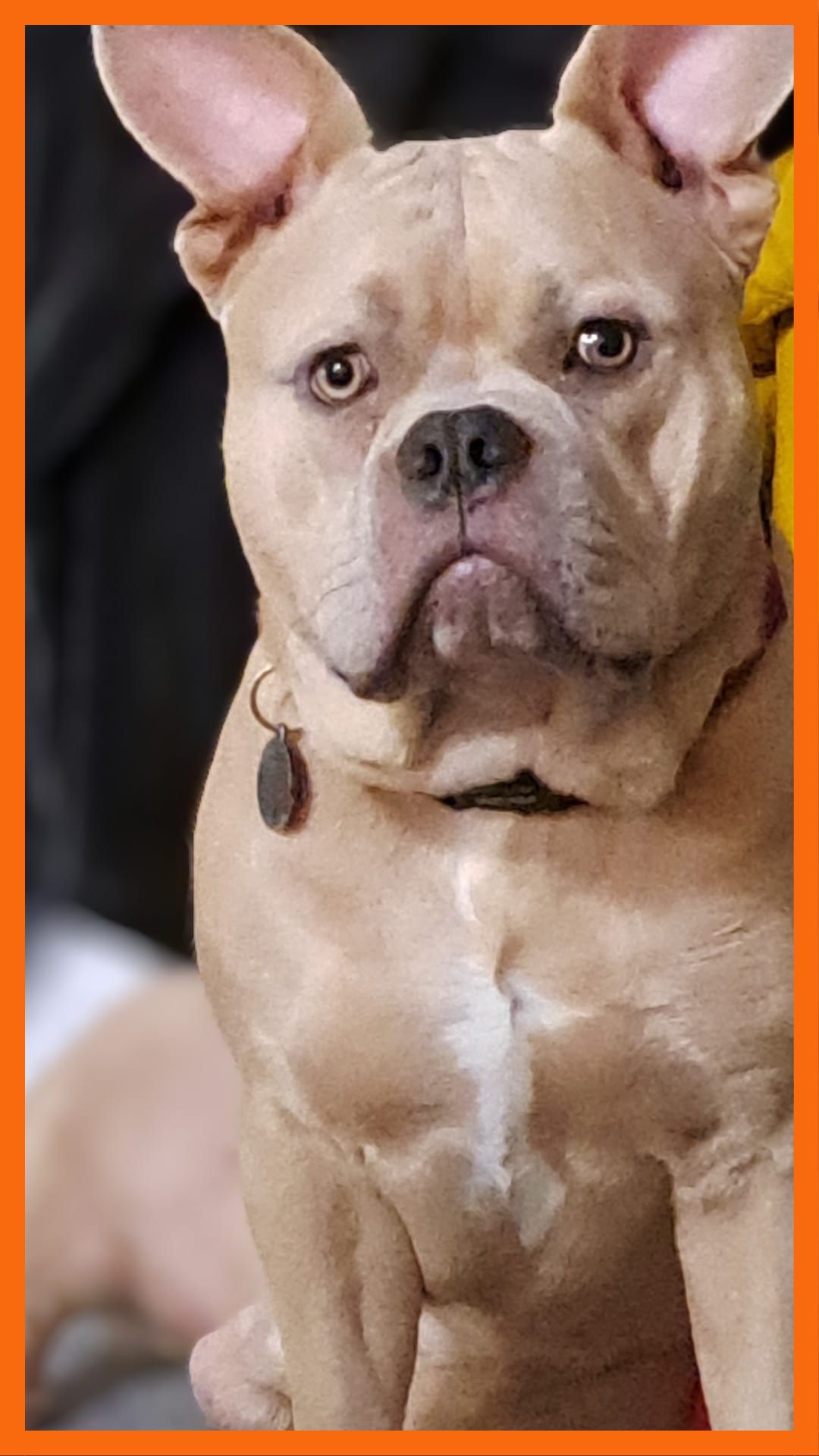 Picture of Snoop a Pocket Bully
