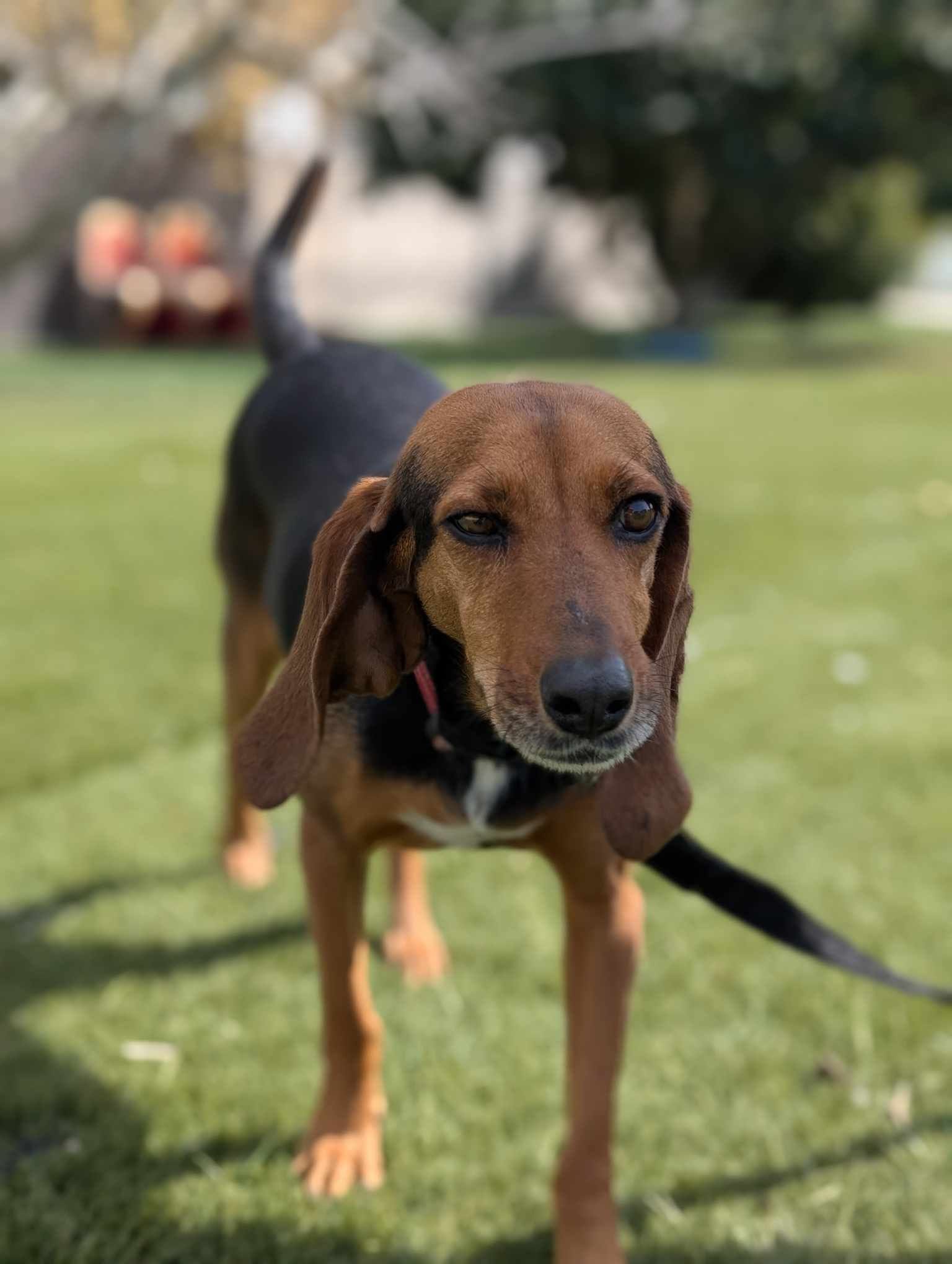 Picture of Alfie